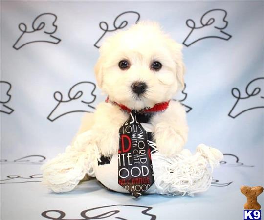 lvpuppyheaven Picture 2